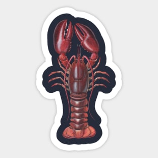 American Lobster Sticker